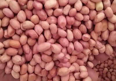 Harikrushna Proteins