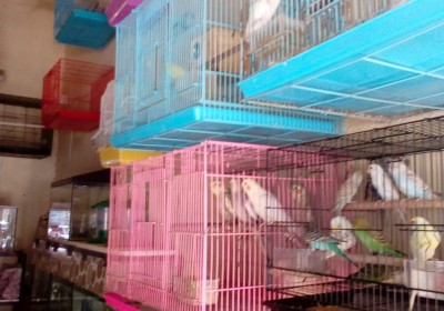 ROYAL PETS AND AQUARIUM