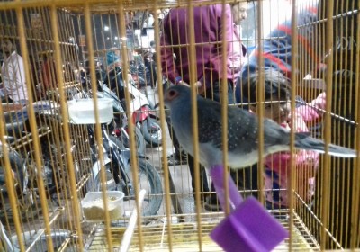 ROYAL PETS AND AQUARIUM