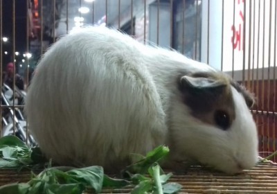 ROYAL PETS AND AQUARIUM
