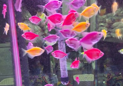 ROYAL PETS AND AQUARIUM